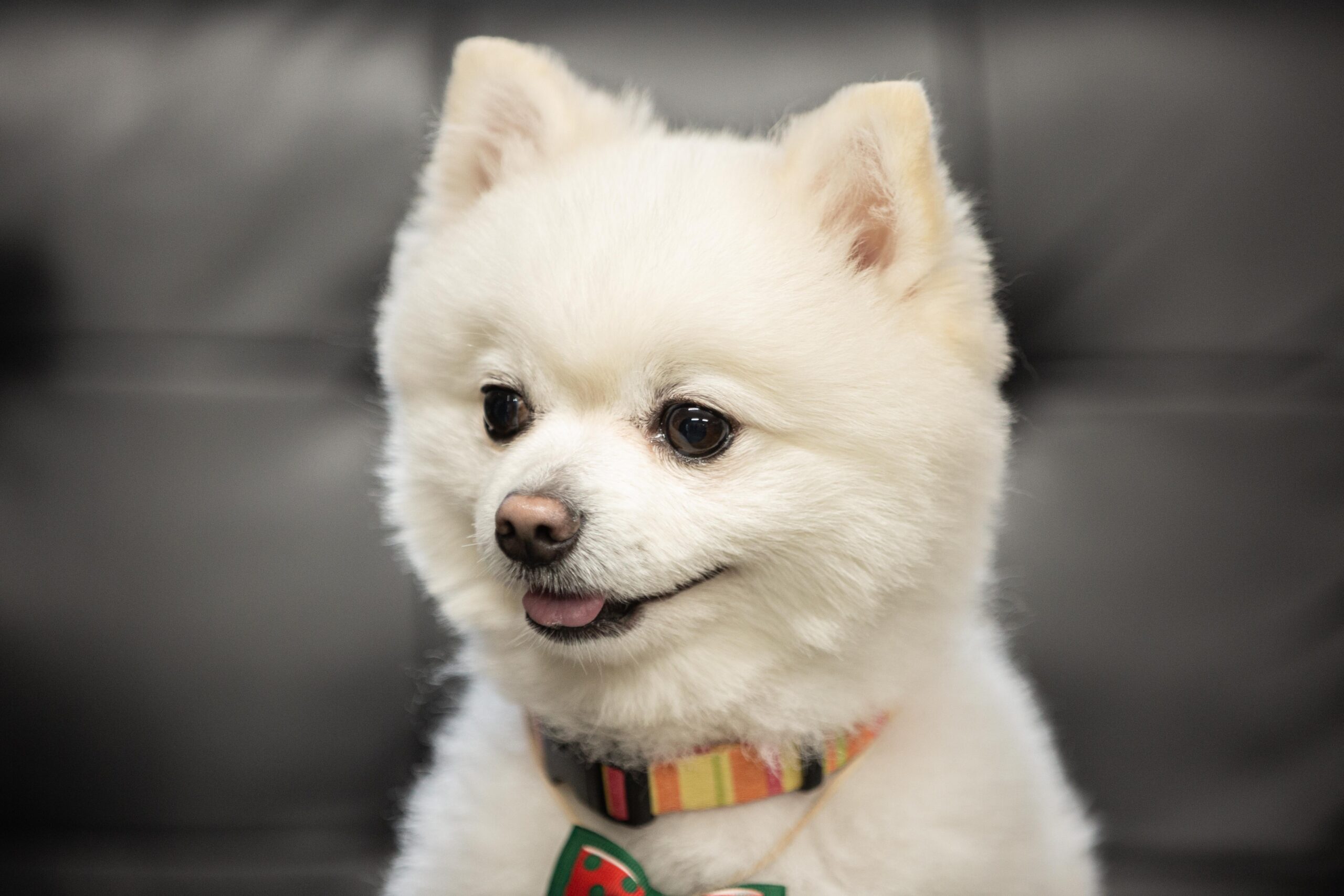 ちゃちゃまる犬（ポメラニアン）